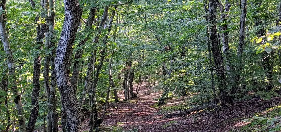 Bitchat: un sentiero nel bosco